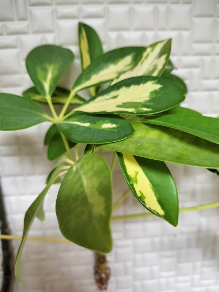 Amazon.co.jp: カポック パキラ 抜き苗 根付き 苗木 2本セット 30